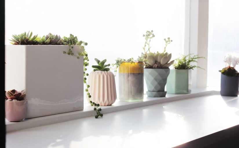 Windowsill Succulents
